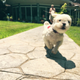 Image for article titled 39 *Scratchy Scratchy* Photos of Dogs